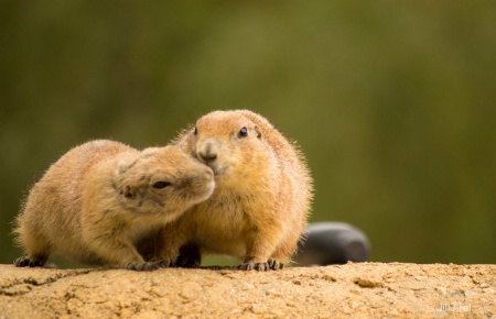 Prairie Dog Smooch