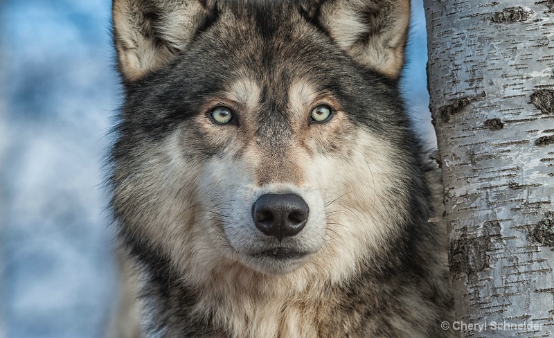 Wolf 1201