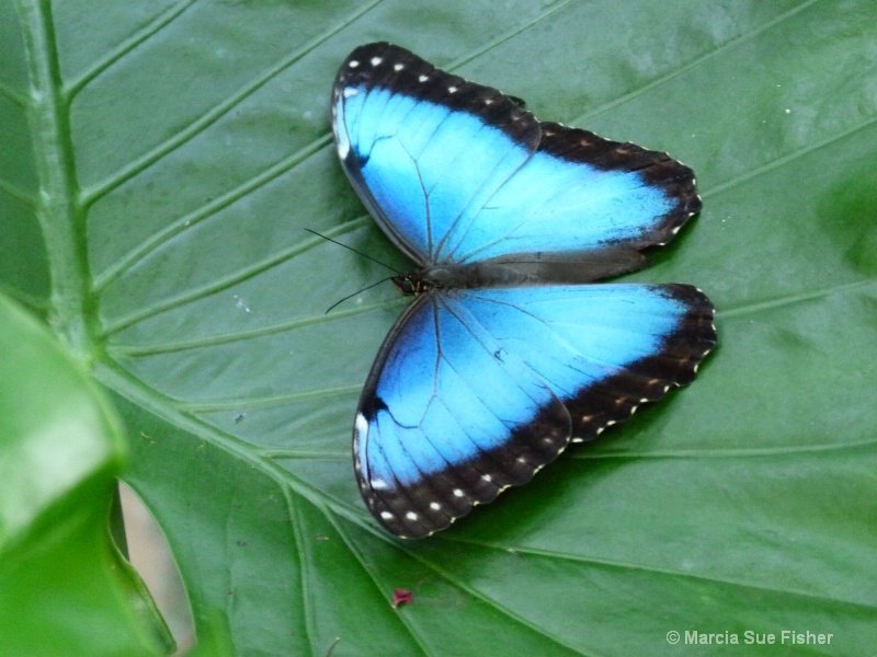 Blue Morpho Butterfly 2