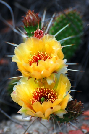 Blossoms  and  Spines