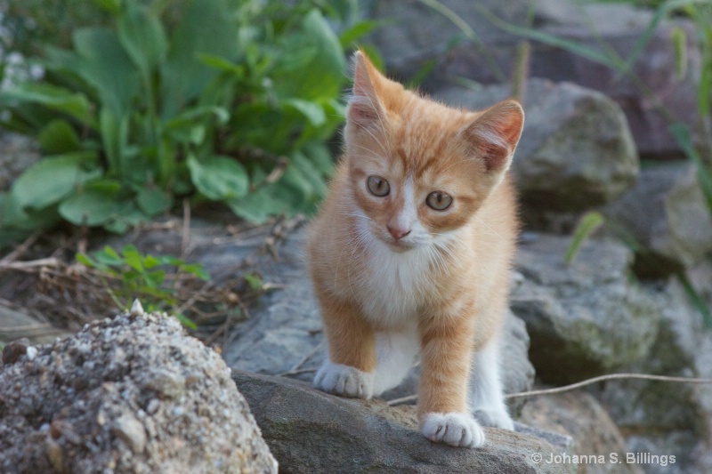 Kitten on the Wall