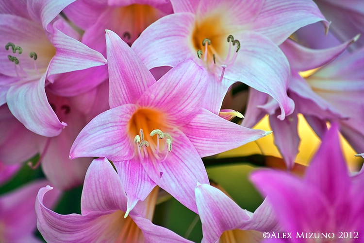 FLOWERS OF FILOLI