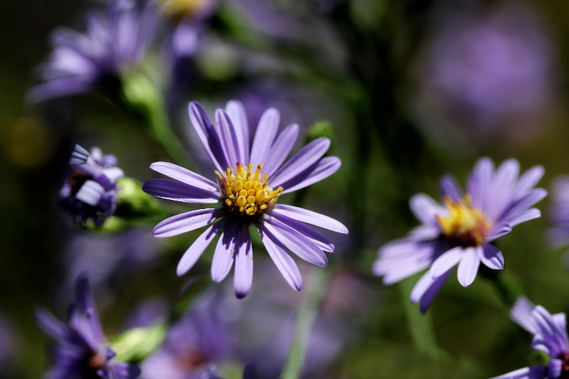 A Lovely Lavender Lady