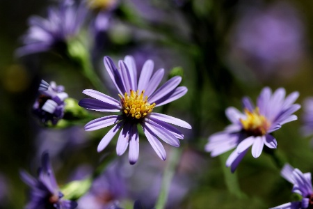 A Lovely Lavender Lady