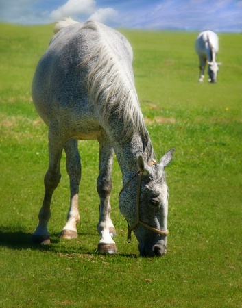 Green grass of home