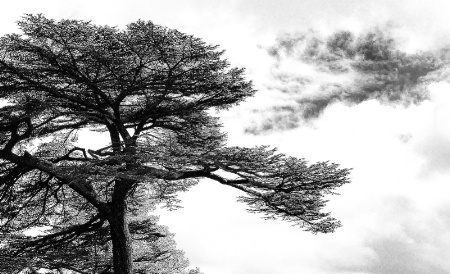 Old Tree in West Dean Contrasted in BW