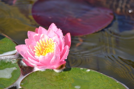 Pink Water  Lily