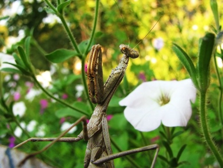 Praying Mantis