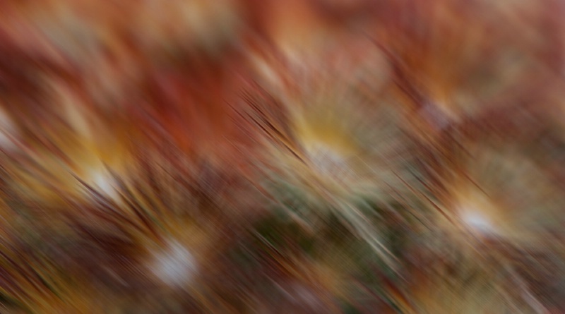 Cactus Motion Blur