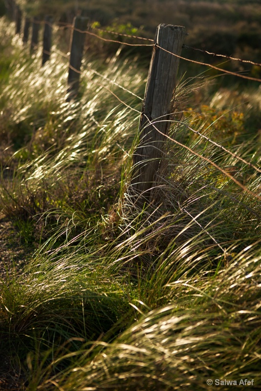 Beachgrass