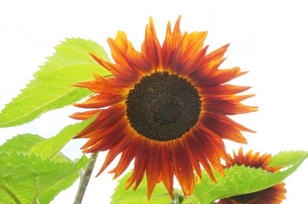 Sunflower Beauty