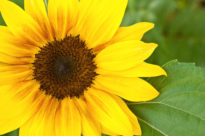 Sunflower in Seattle