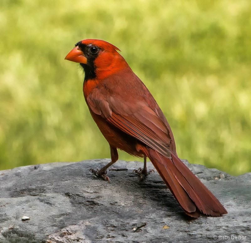 Mr. Cardinal