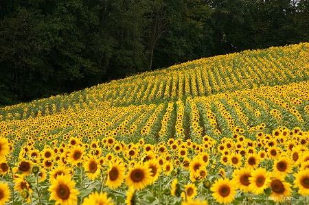 Sunflower Field 1