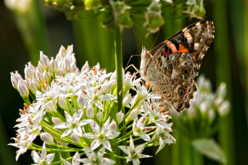 Snout Butterfly