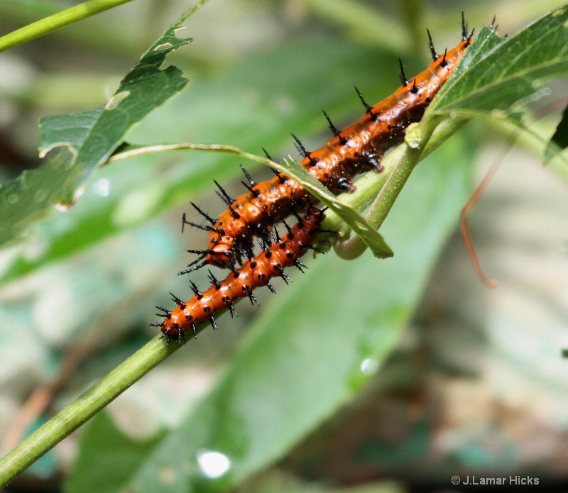 gulf fritillary caterpillars-tight passing/