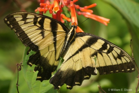 Eastern Tiger Swallowtail