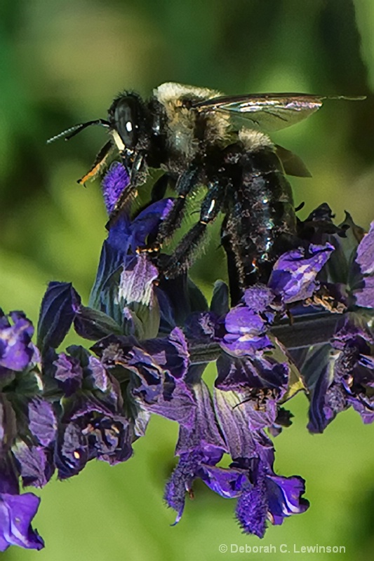 Elegant Bee - ID: 13303255 © Deborah C. Lewinson