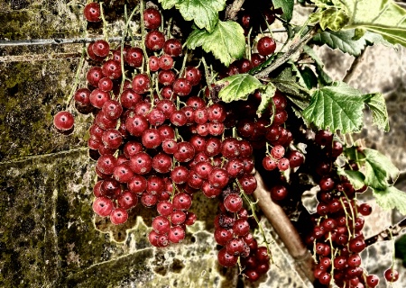 Red Berries