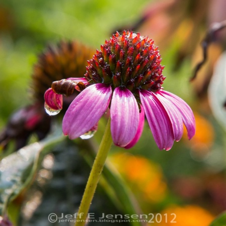 Coneflower