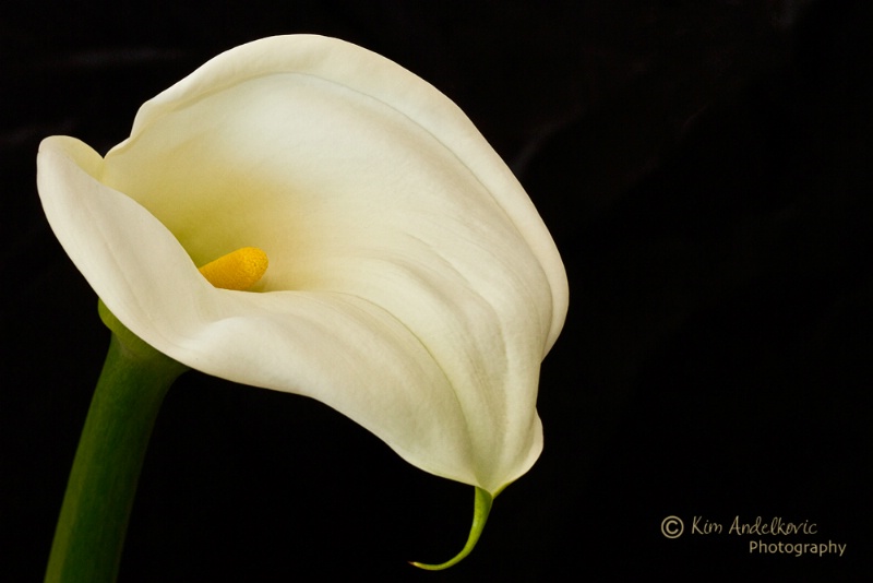 White Lily