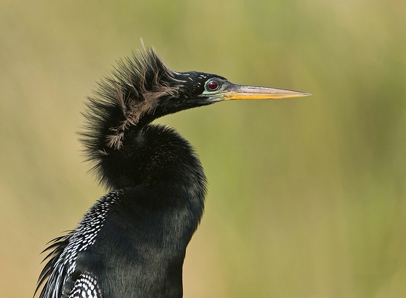 Windblown Anhinga