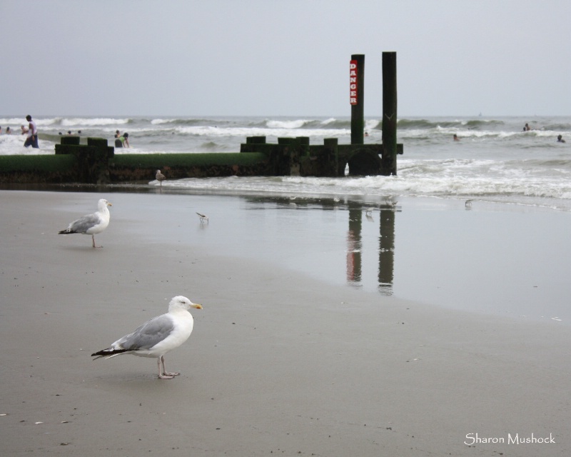 Seagulls of Atlantic City