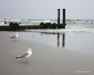 Seagulls of Atlan...