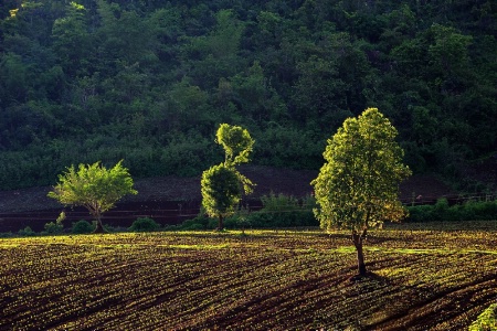 Three tree