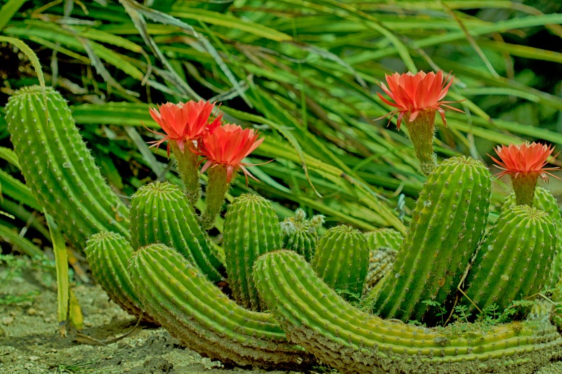 Cactus Color