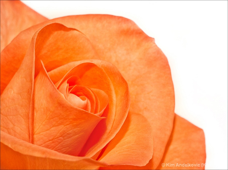 Orange Rose