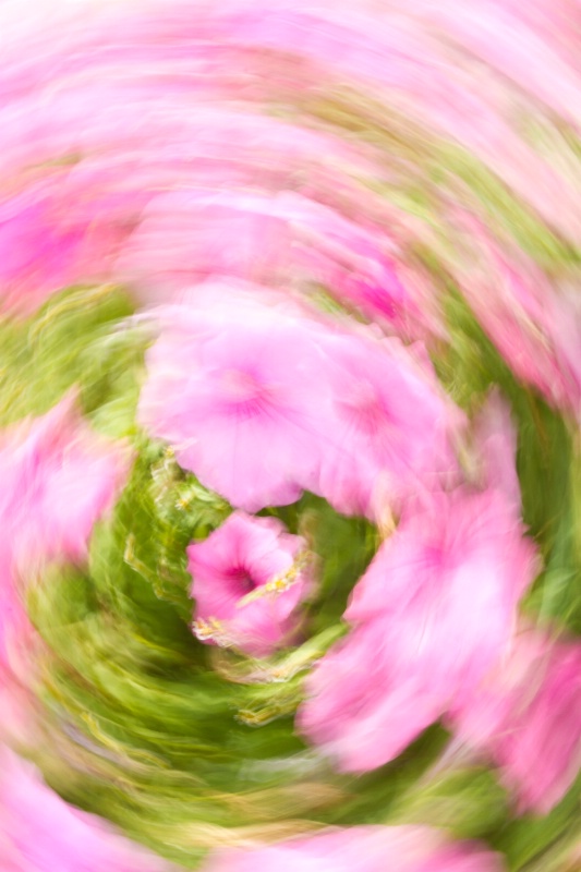 Floral Whirl - ID: 13305814 © Karen Celella
