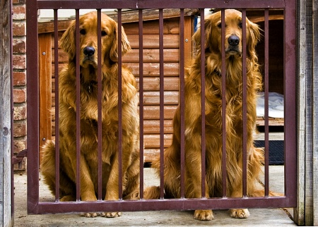 Goldens