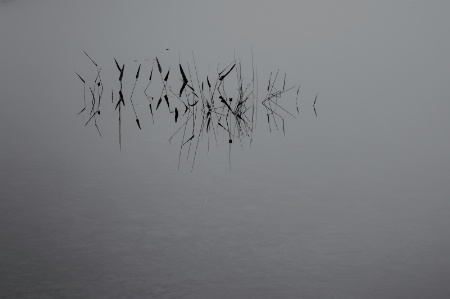 Morning Mist