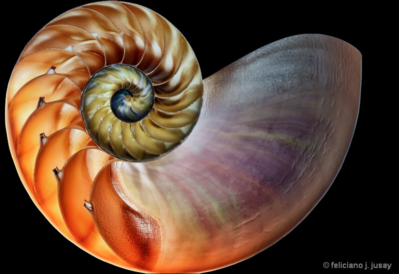 "Nautilus Shell"