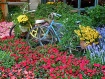 Bikes in Flowers