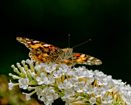 Spreading Her Wings!!