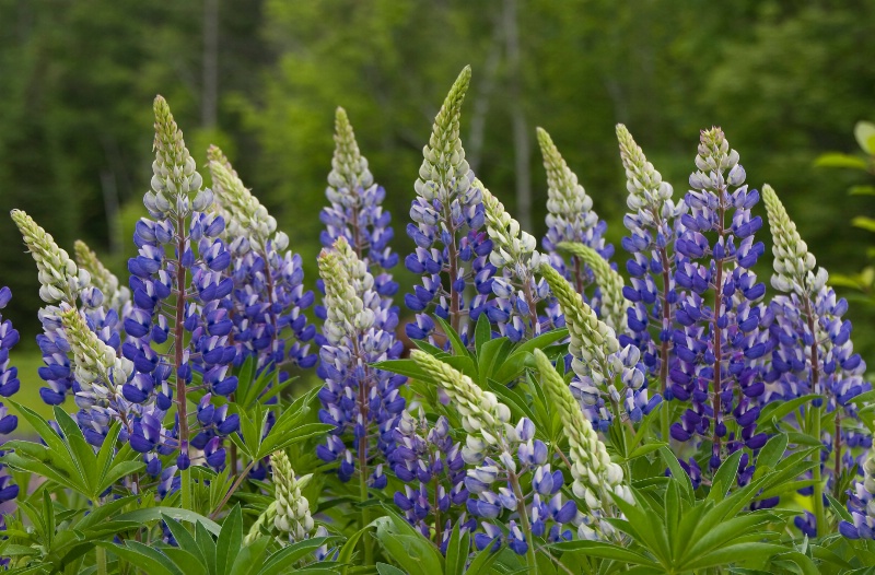 Lupines