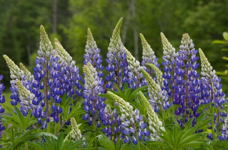 Lupines