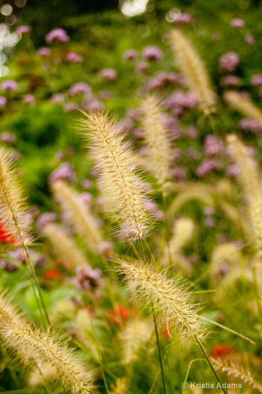 Ornamental Grasses