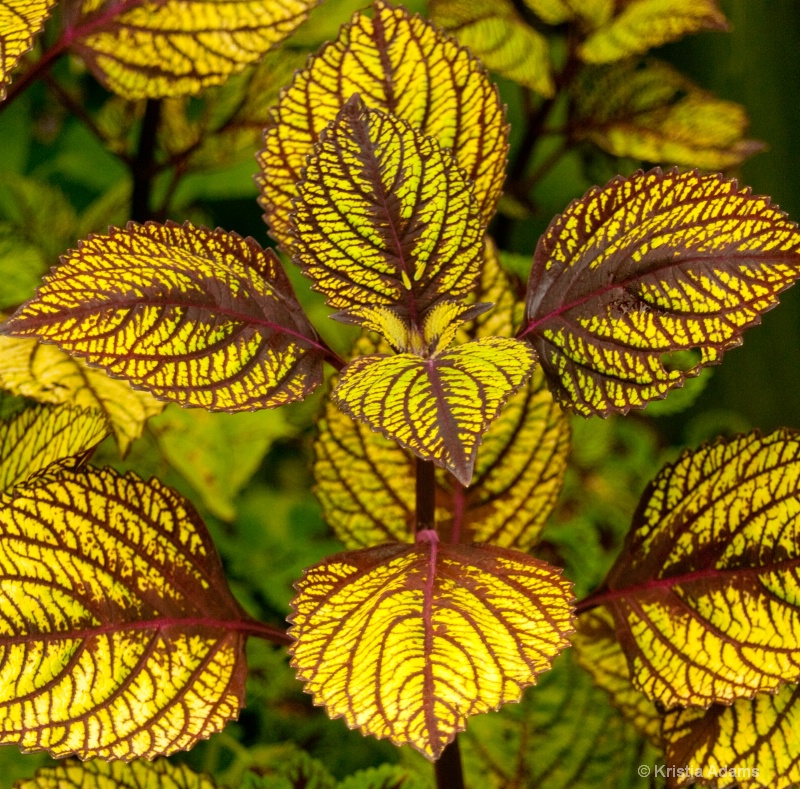 Coleus