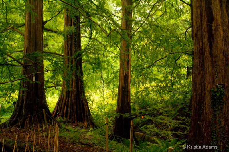 Dawn Redwoods