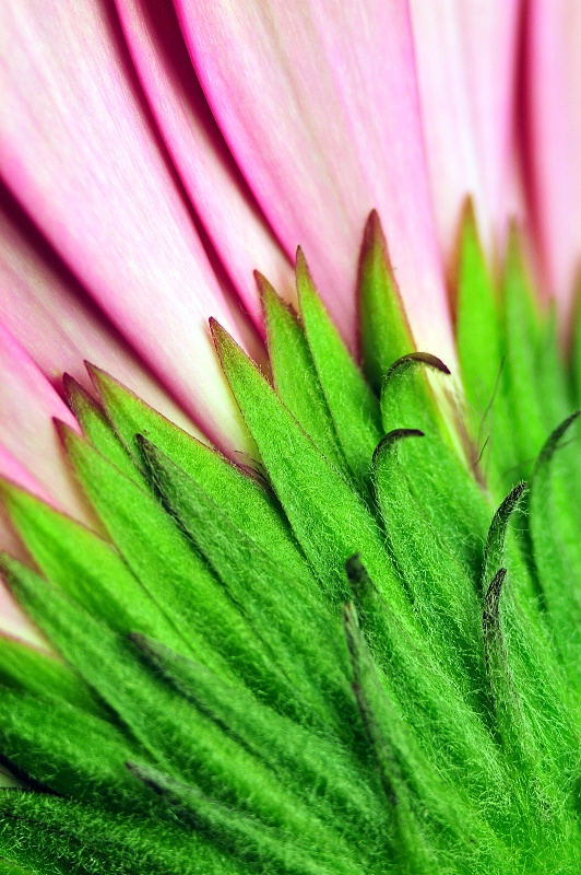 Pink Gerbera Segment