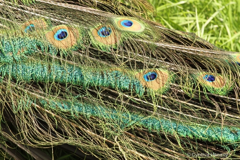 Peacock feathers on grass