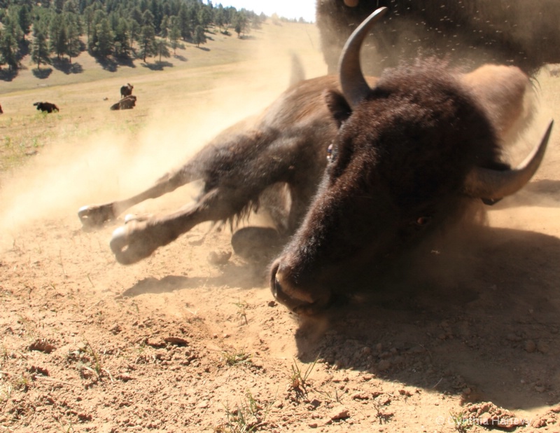 Bison rolling in dirt