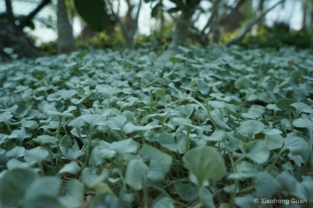 Lush Green