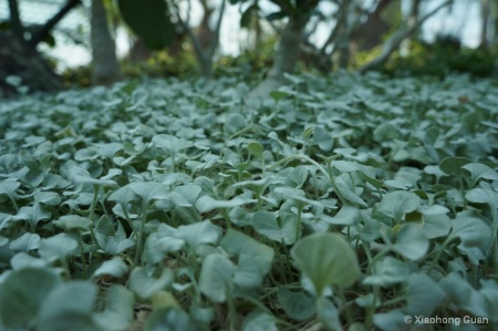 Lush Green