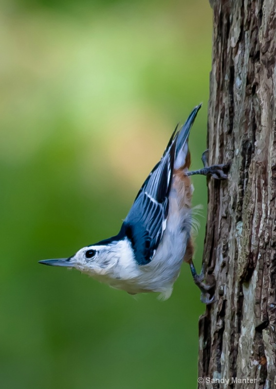 Good to Go - Nuthatch