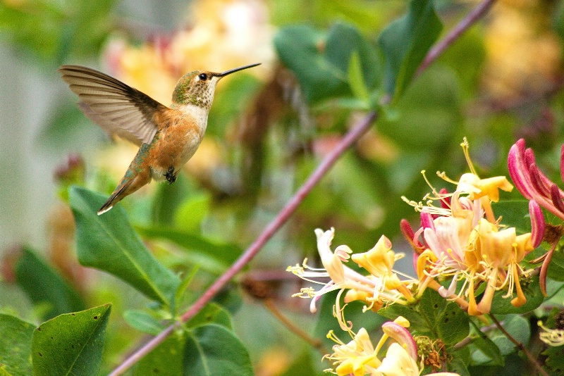 Hummingbird at the Honeysuckle