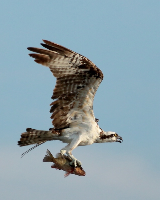 Osprey With Catch